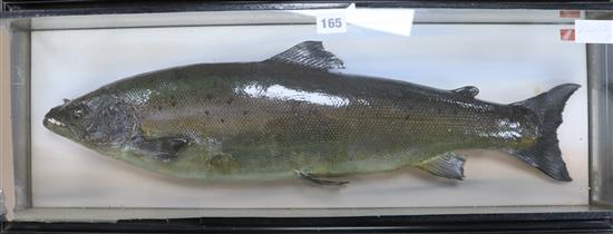 A taxidermy salmon, cased width 80cm height 31cm